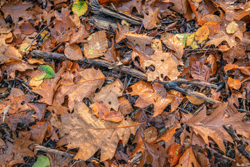 Wet leaves and twigs on a forest floor. It is autumn and most of the leaves have already fallen from the trees.