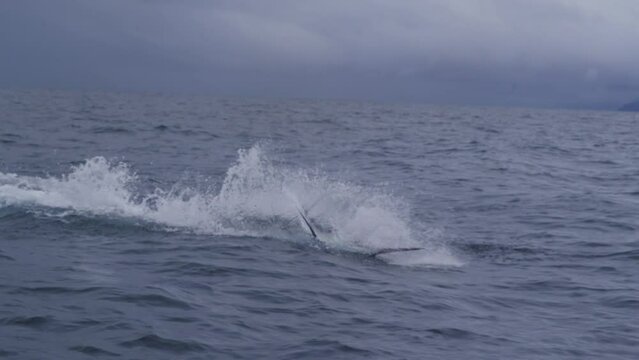 Black Marlin Jumping out of the water