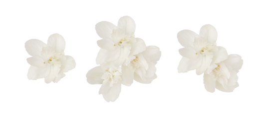 Set of jasmine flowers and leaves isolated on white or transparent background