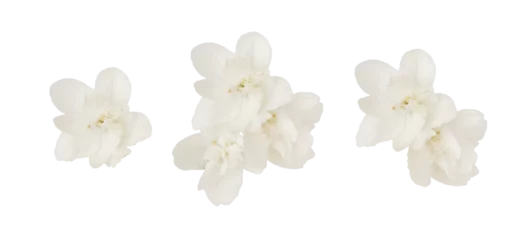 Fotobehang Bloemen Set of jasmine flowers and leaves isolated on white or transparent background  © Ortis