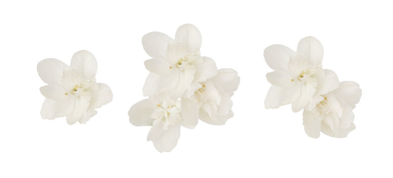 Naklejki Set of jasmine flowers and leaves isolated on white or transparent background
