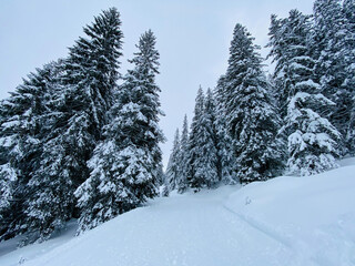 Schneebedeckte Winterlandschaft, Winter Tanne, Wald, Berg