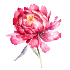 Bright pink peony flower watercolor illustration on white background. Generative AI
