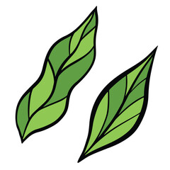 Green fresh natural leaves with bold simple flat black outline and colors vector illustration isolated on square white background. Cartoon bold art styled drawing for sticker or other decoration.