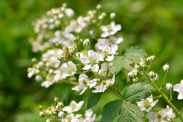 Garden blackberry flowers. Summer, blooming.
