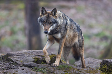 A grey wolf resting in the forest