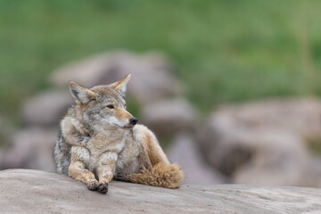 A coyote resting in the forest