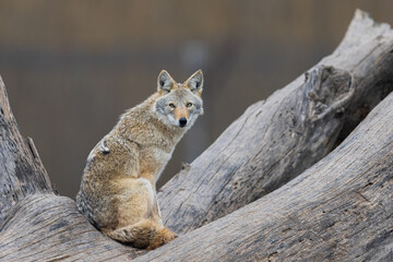 A coyote resting in the forest - obrazy, fototapety, plakaty