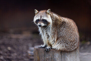 Portrait of a raccoon in the nature