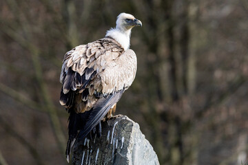 Portrait of a griffon vulture in the nature