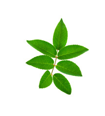 rose leaves isolated on transparent png