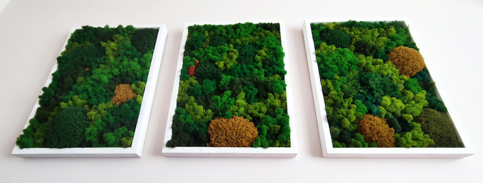 three panels of green decorative preserved moss on a white wall, ecological design in the interior