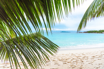 Palm trees and turquoise water in Anse Lazio