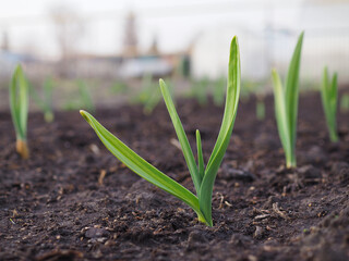 Garlic sprouts sprouting from the ground. Illustration about spring and the new agricultural season. Garden and yard. Green plant sprout close-up - obrazy, fototapety, plakaty