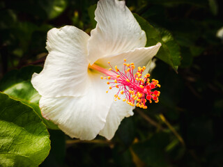 Oahu Hawai'i © Brigitte