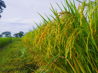 Close up - paddy field in the morning