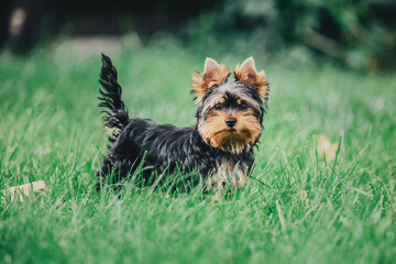 Yorkshire terrier dog close up portrait. Miniature dog. Cute little dog