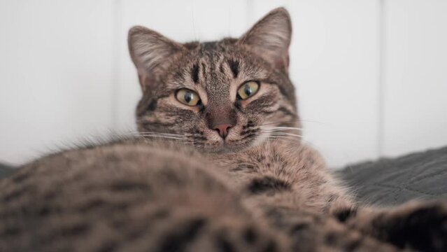 Serious cat video portrait, cat lying on the bed, grey tabby 