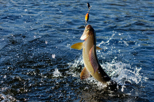 Hooked grayling jumping and fighting in an Arctic river caught with spinner lure by fisherman in Lapland in Sweden in Kiruna in August 2021.