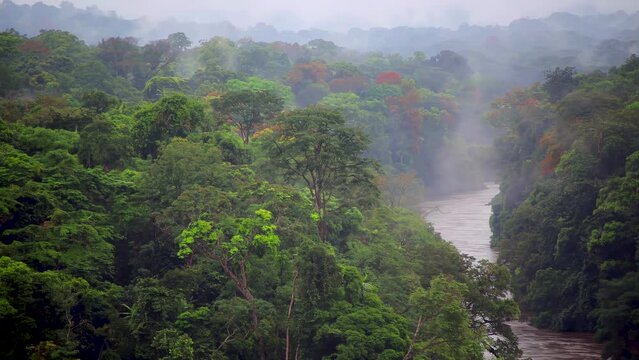 Dense fog over the river and trees in a tropical jungle. An evergreen rainforest.