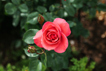 Close-up of a red rose in a botanical garden