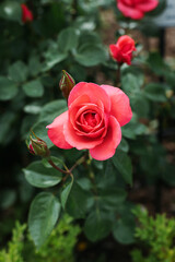 Close-up of a red rose in a botanical garden