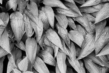 typical leafy plants growing in the meadow in a black and white monochrome