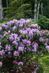 Purple Rhododendron Lapland in the botanical garden