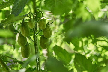 Details of a green cherry tomato plant