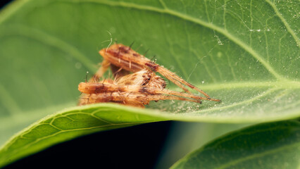 Details of a red spider on a green leaf.