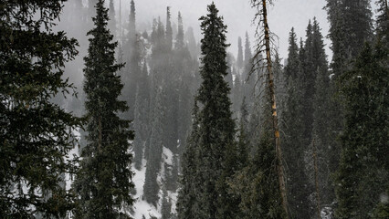 mysterious winter forest. snow in the forest. misty forest