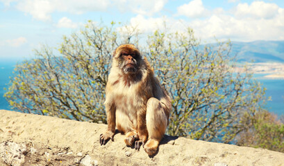 The Barbary Macaque monkeys of Gibraltar, United Kingdom