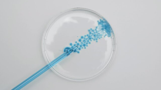 Shot of long chemical dropper drains blue tansy oil into petri dish with water creating blue bubbles on grey background | Abstract skin nourishing cosmetics formulating concept