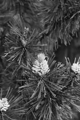 Pine tree branches in black and white.