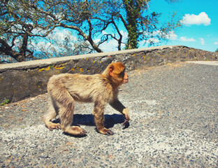 The Barbary Macaque monkeys of Gibraltar, United Kingdom