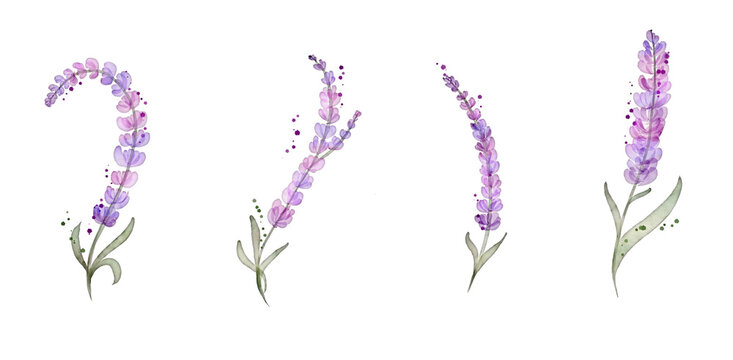 Wildflower lavander summer set of flowers in a watercolor style isolated clipping path. Aquarelle wild flower for background, texture, wrapper pattern, frame or border