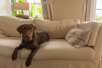 Junger brauner Labrador auf dem Sofa