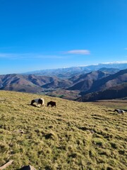 Chevaux sauvage dans la montagne , au sommet de l'Artzamendy dans le Pays Basque