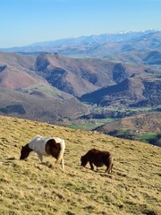 Chevaux sauvage dans la montagne , au sommet de l'Artzamendy dans le Pays Basque