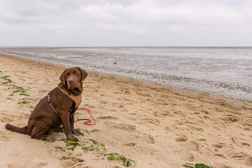 Junger brauner Labrador am Strand von Sylt