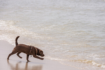 Junger brauner Labrador am Strand von Sylt