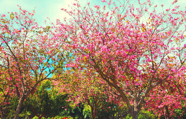 Obraz na płótnie Canvas Beautiful blooming garden park in spring day