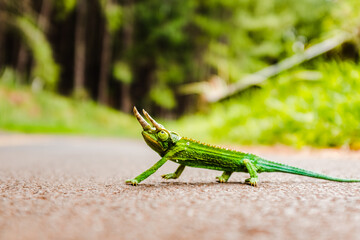 Chamäleon auf der Strasse