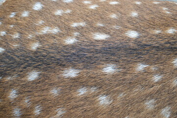 deer hair, A small deer lies with its back to the camera and the photo shows wool with spots