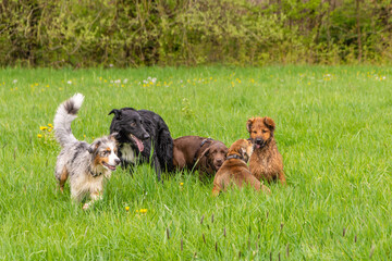 spielende Hunde auf einer Wiese