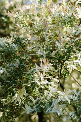 Salix alba, white willow, is willow native to Europe and western and central Asia. name derives from white tone to undersides of leaves.