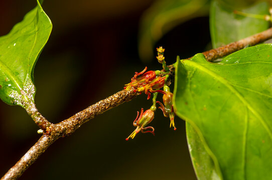 Loranthus sp. flower, parasitic plants, simple leaf, it has swollen structure in the area between stem base and host plant, forming crown gall like structure.