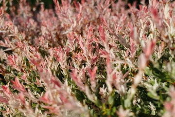 Fototapeten Closeup of Flamingo Dappled Willow texture . © KIFOR PRODUCTION