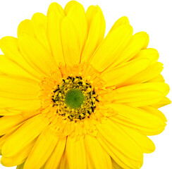 gerbera daisy