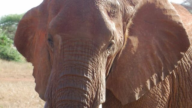 Cinematic close up shot of wild Elephant in Tsavo, Kenya